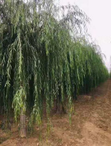龙港10公分垂柳栽培密度